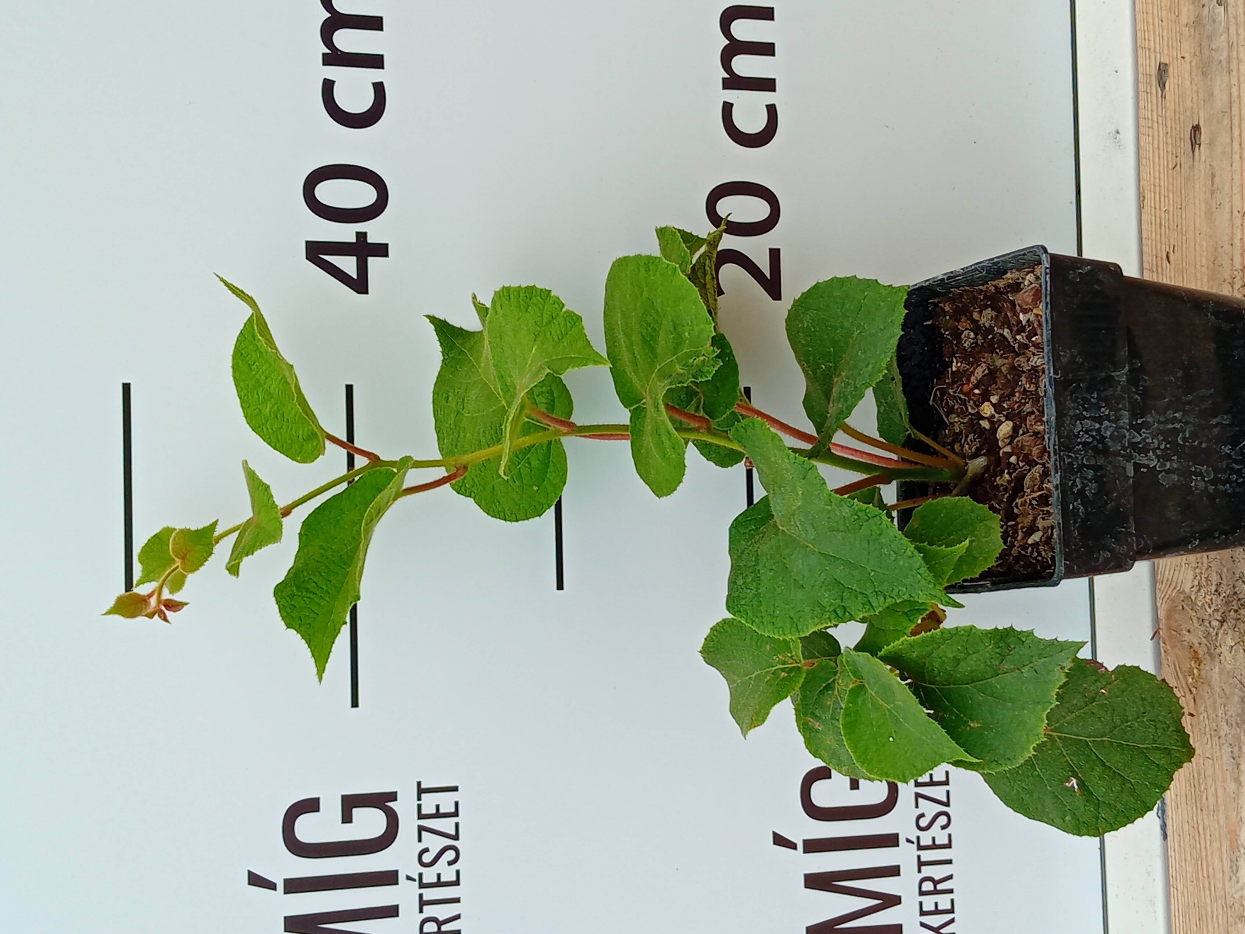 Tuscia kiwi csemete